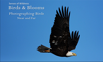 Birds & Blooms, Photographing Birds Near and Far