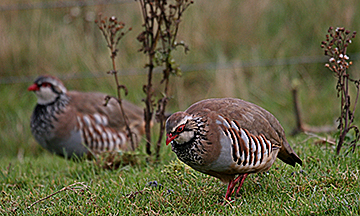 Red-legged partridge, Scotland