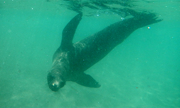 Galpagos Sea lion