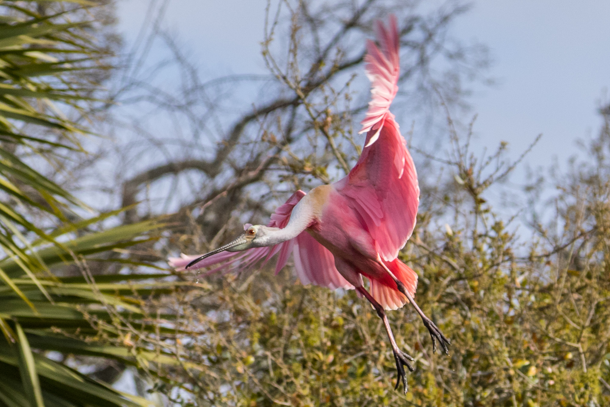 Roseate Spoonbill