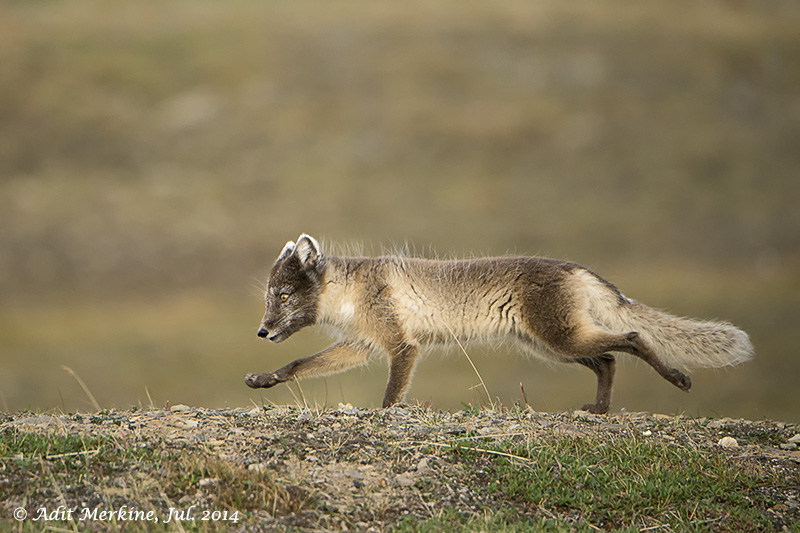 AMR_08072014_ fox_1347.jpg