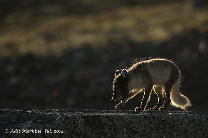 AMR_16072014_ fox_3111.jpg