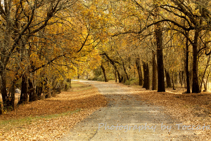 Fall tree tunnel