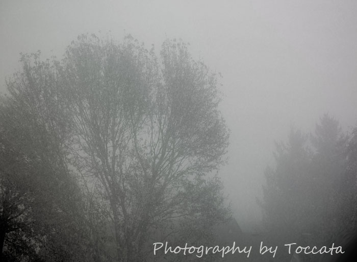 Trees in fog 