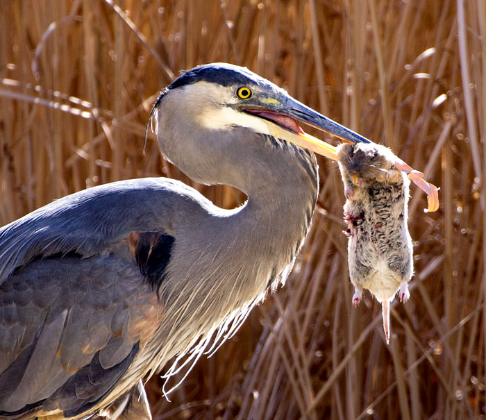 Blue Heron Eating Gopher