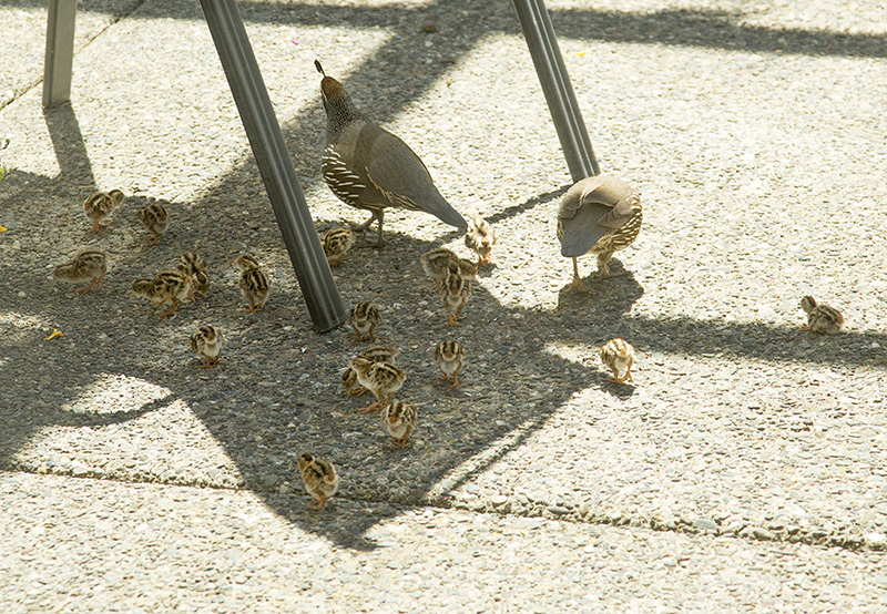 Baby Quail
