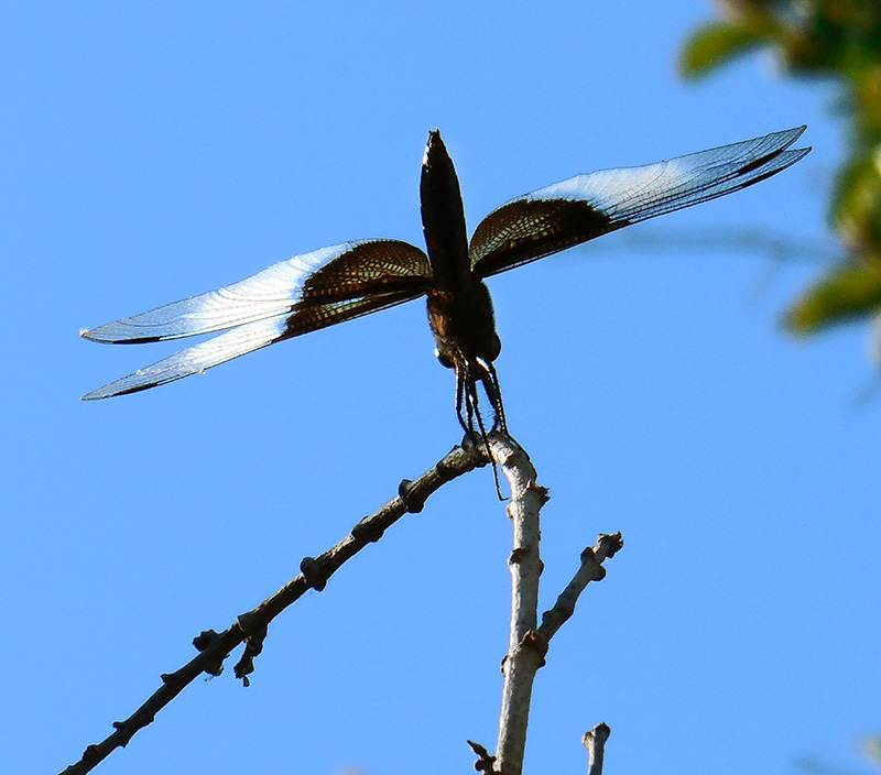 Dragonfly Landing