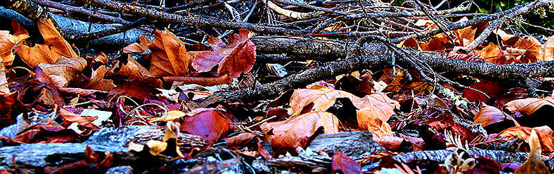 Leaves sticks