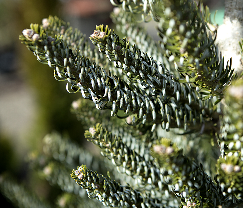 Korean frosted needles det 3 Horstmanns Silberlocke Korean Fir