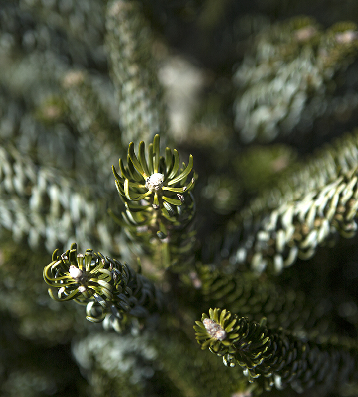 Korean frosted tip det 4 Horstmanns Silberlocke Korean Fir