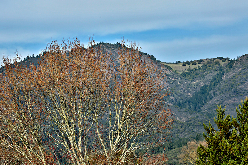  trees from back yard Mt. Hood