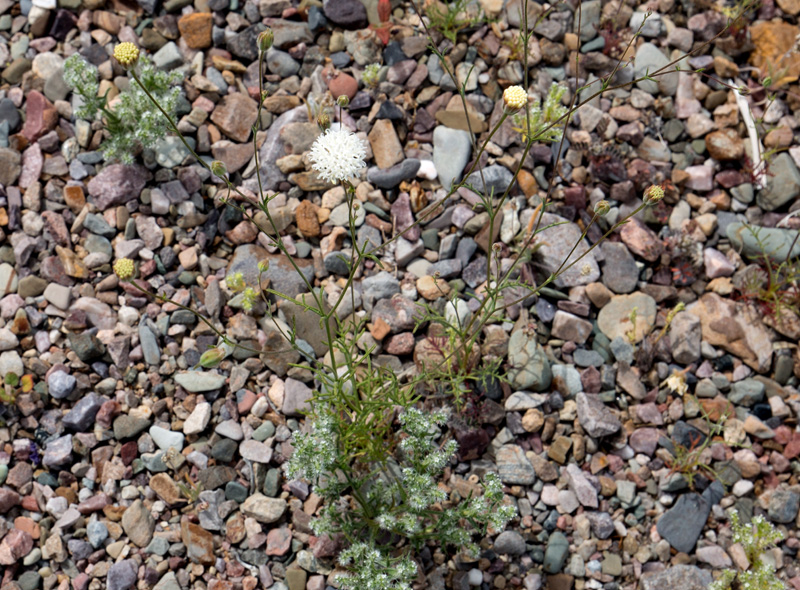 Fremont Pincushion rocks