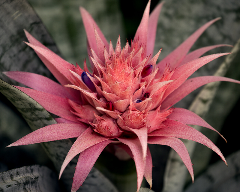 Bromiliad bloom