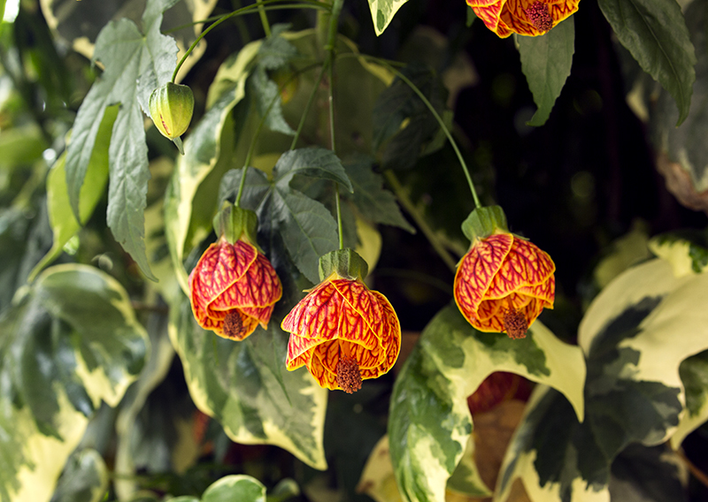 Japanese Lantern blooms