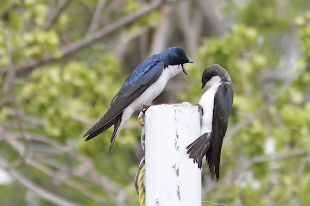 Tree Swallow