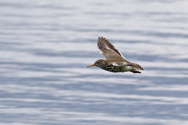 Spotted Sandpiper