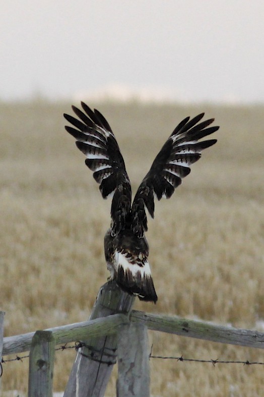 Rough-legged Hawk taking off.jpg