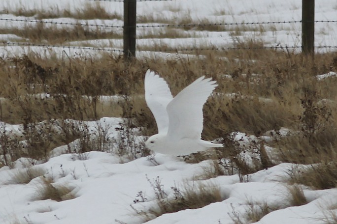 Snowy Owl flying MH.jpg