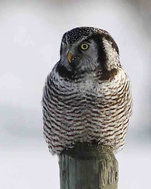 Northern Hawk Owl