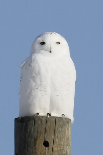 Snowy Owl 