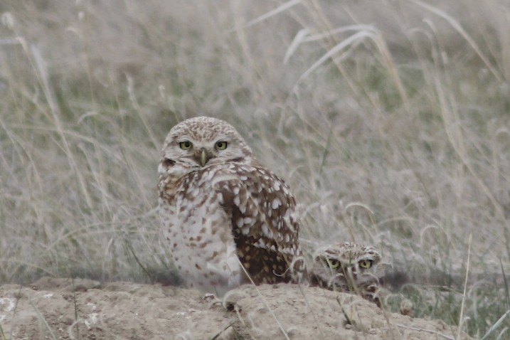 Burrowing Owl.jpg