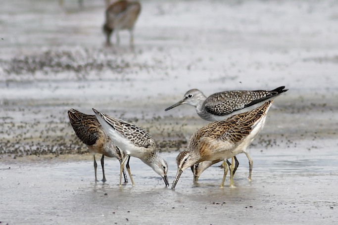 3 shorebird species.jpg