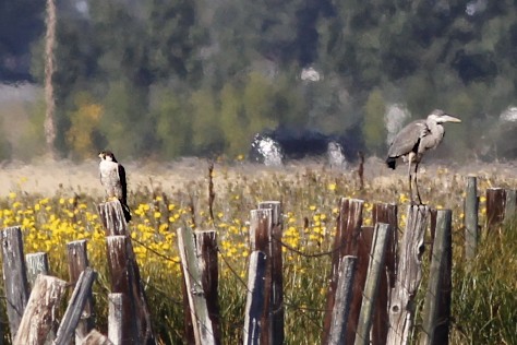Perigrine and Great Blue.jpg