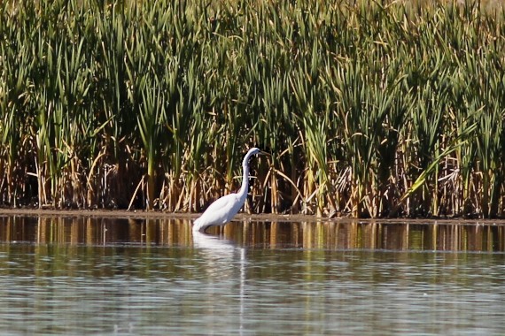 Great Egret.jpg