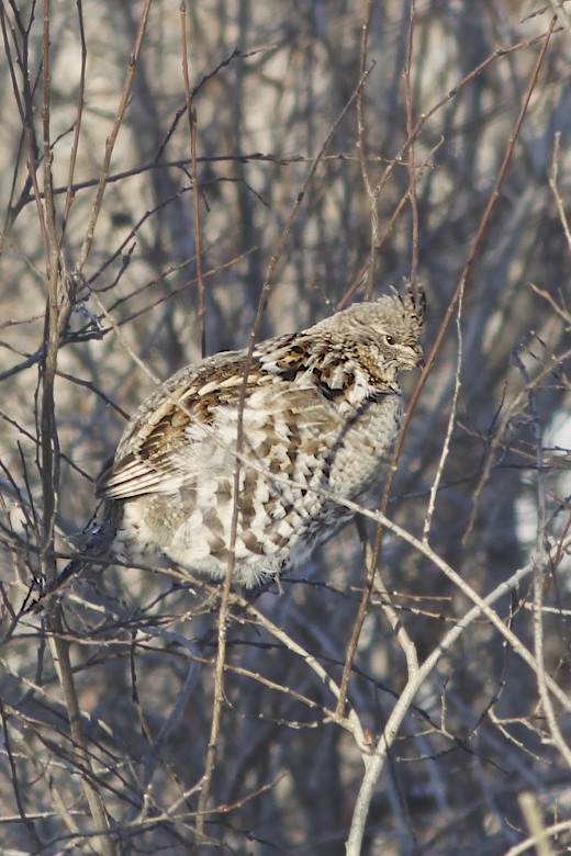 Ruffed Grouse.jpg