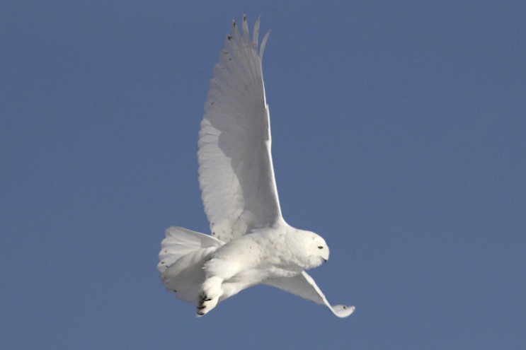 Snowy Owl flying .jpg
