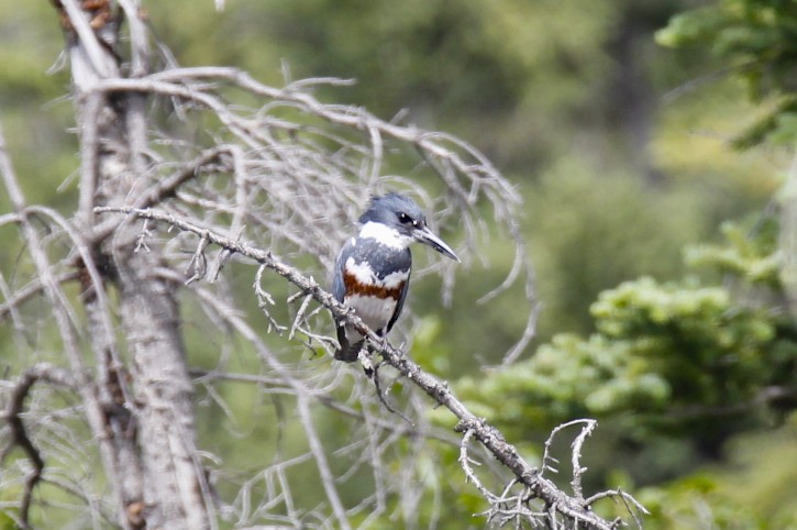 Belted Kingfisher way off in the distance.jpg
