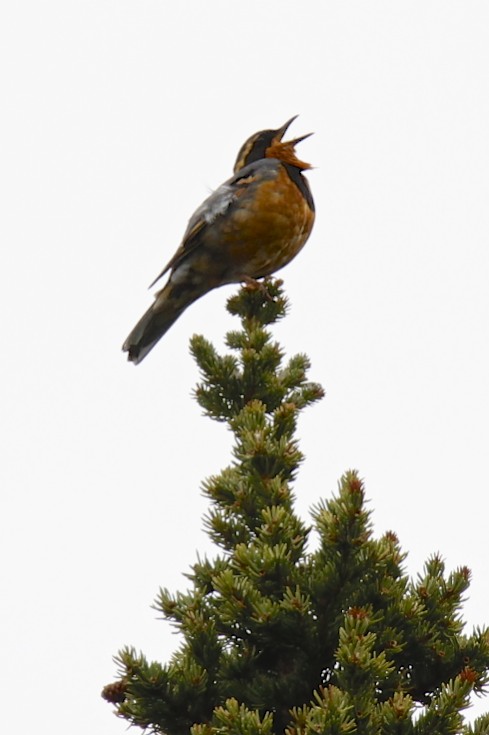 Varied Thrush.jpg