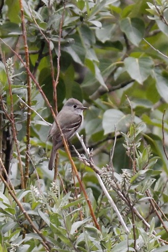 Hammond's Flycatcher.jpg