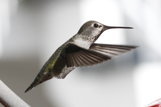 Hummingbirds VI