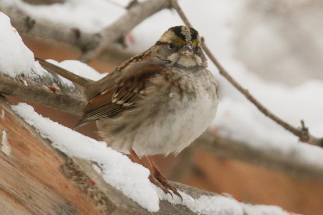 White-throated Sparrow.jpg