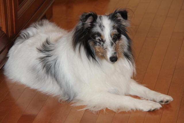 Christmas Day 2014 Brodie.jpg