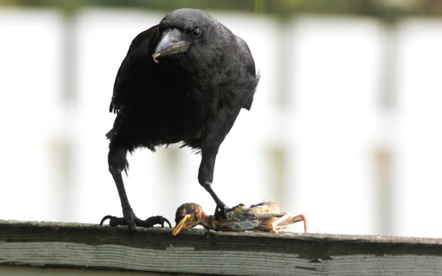 Crow with Magpie chick.jpg