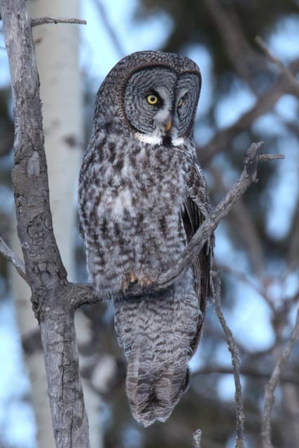 Great Gray Owl