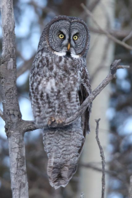 Great Gray Owl
