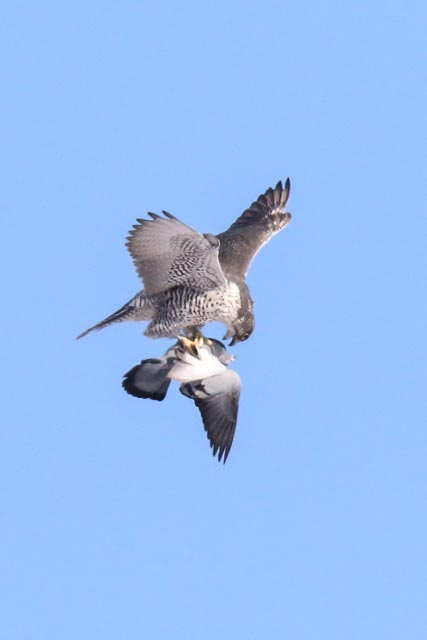 Gyr Falcon and pigeon