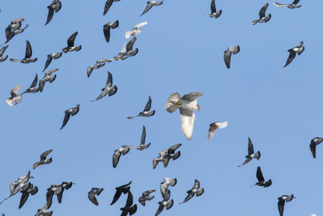 Gyr Falcon AGT 02.07.2015-2.jpg