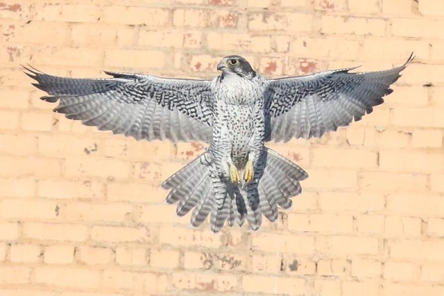 Gyr Falcon tail feathers.jpg