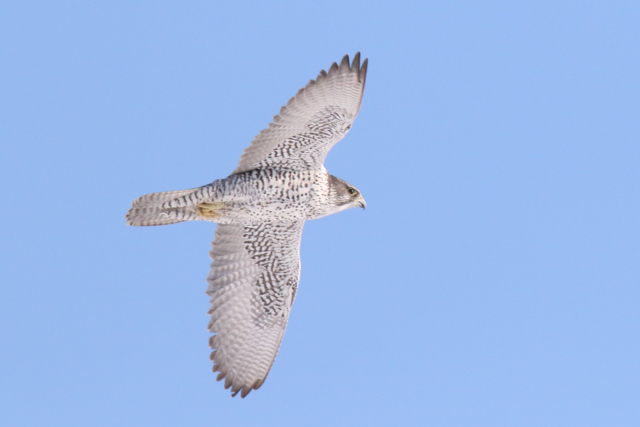 Gyr Falcon AGT FULL 02.07.2015-20.jpg