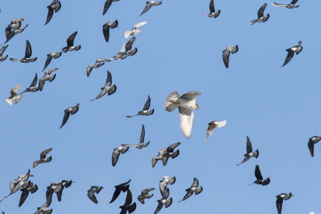 Gyr Falcon AGT FULL 02.07.2015-2.jpg
