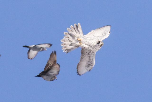 Gyr Falcon AGT FULL 02.07.2015-5.jpg
