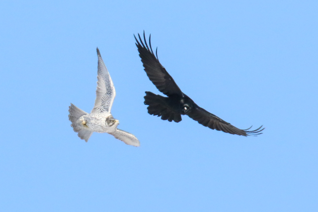 Gyr Falcon AGT FULL 02.07.2015-14.jpg