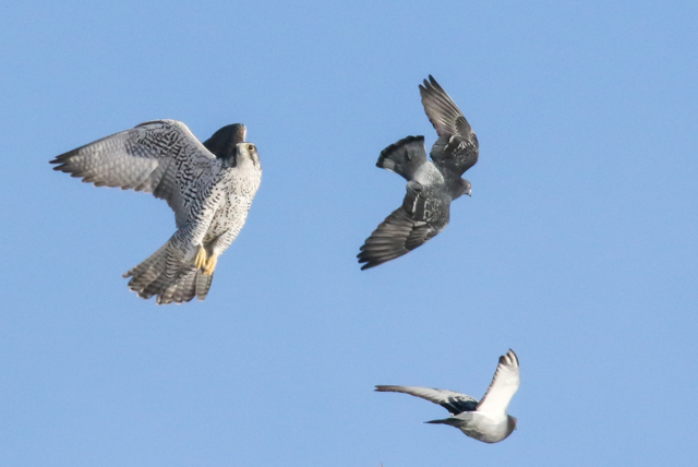 gyr_falcons_hi_rez