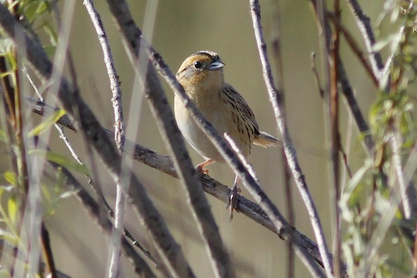 Le Conte's Sparrow.jpg
