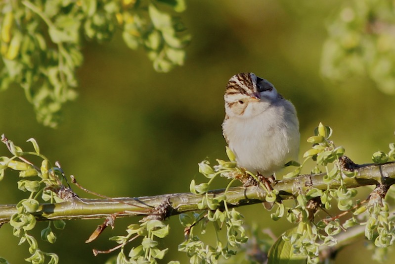 Clay-coloured Sparrow Hermitage.jpg