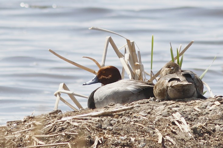 Redhead Duck pair Jessie's Lake.jpg